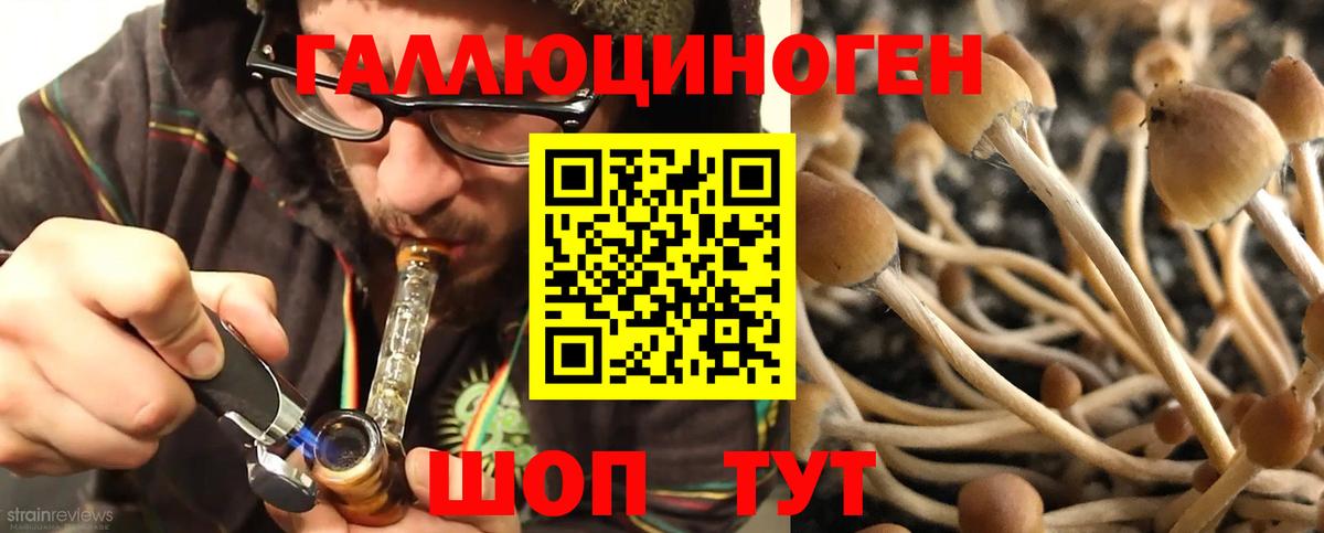 Псилоцибиновые грибы Ачхой-Мартан